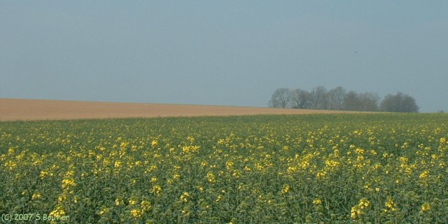 St Hellier (Champ)