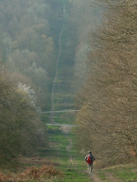 Forêt d'Eawy (Limousins)