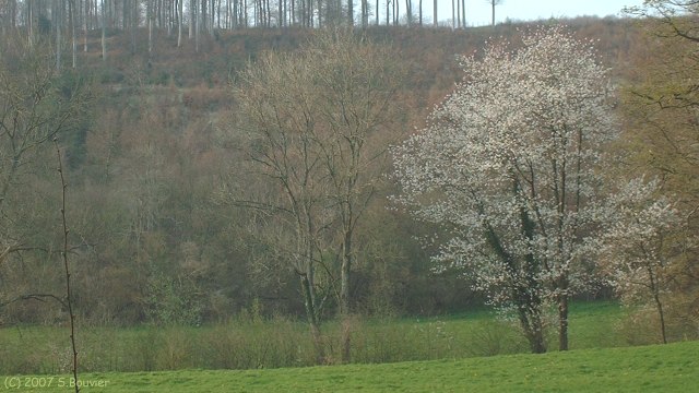 Forêt d'Eawy (Arbre)