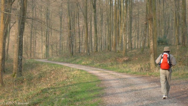 Forêt d'Eawy (Fourchet d'Orival 1)