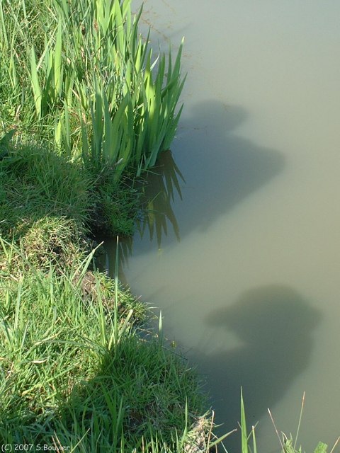 Varaville (Marais 2)