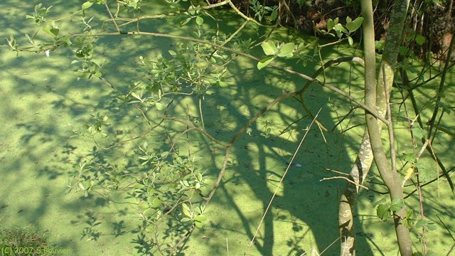 Varaville (Marais 4)