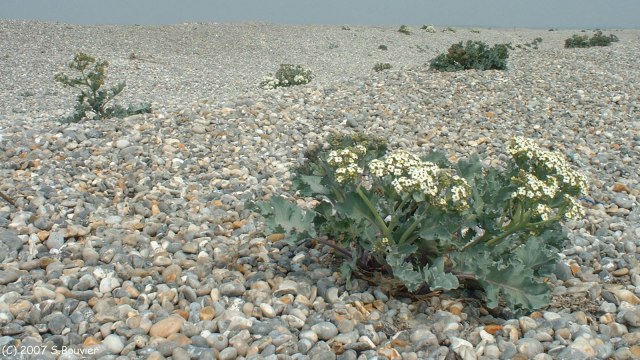 Cayeux sur Mer (Chou)