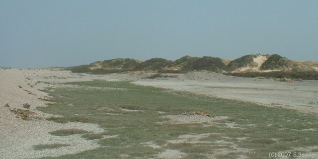 Cayeux sur Mer (Dunes 2)