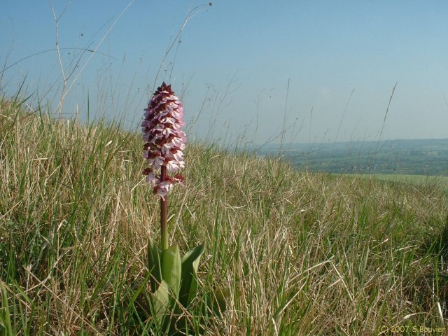 Mesnières en Bray (Orchidée)