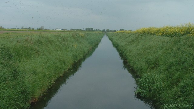 Cayeux sur Mer (Canal)