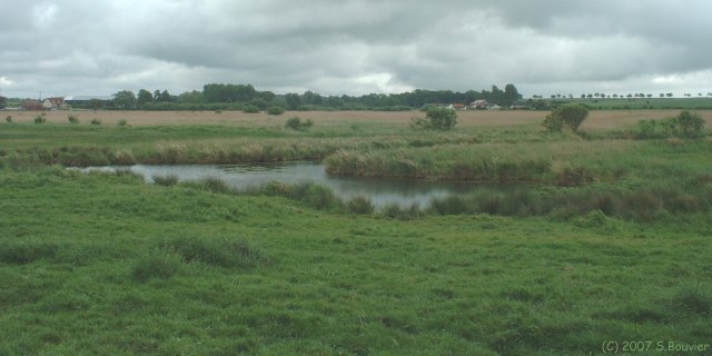 Noyelles sur Mer (Marais)