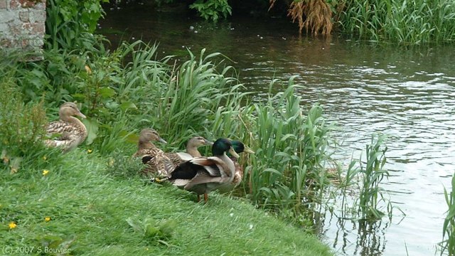 Ponthoile (Canards 1)