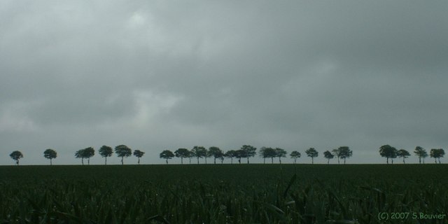 Noyelles sur Mer (Arbres)