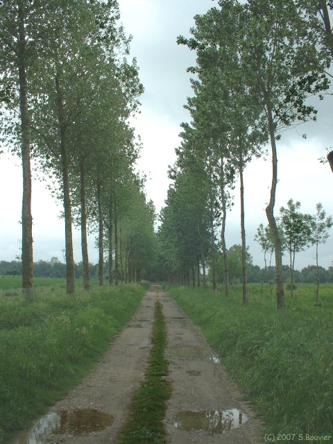 Noyelles sur Mer (Chemin)