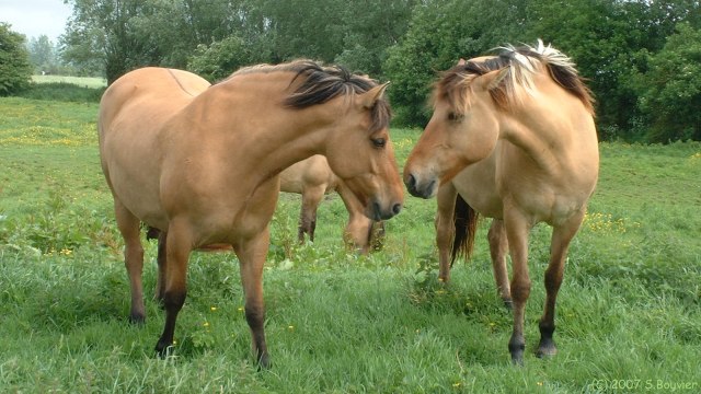 Ponthoile (Chevaux)