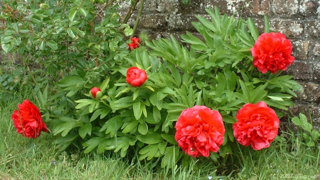 Ponthoile (Pivoines)