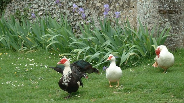 Ponthoile (Canards 2)