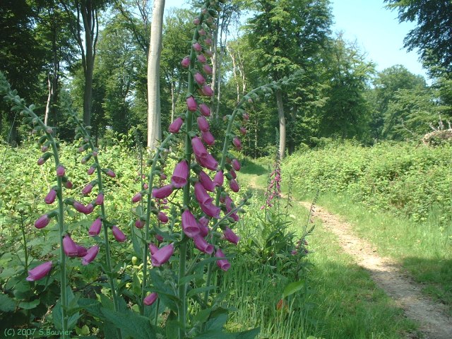 Forêt d'Eawy (Digitales)