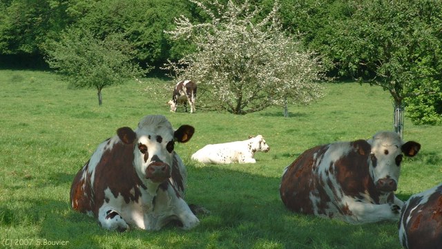 Freulleville (Vaches)