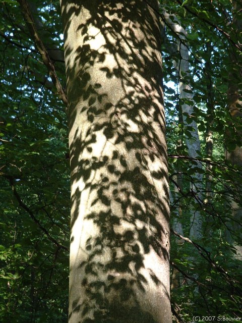 Forêt d'Eawy (Ombre)