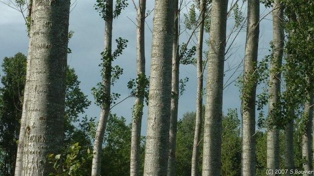 Bray les Mareuil (Peupliers)