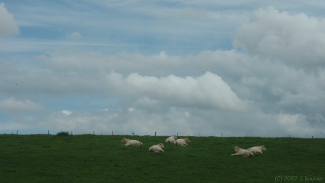 Bourville (Bœufs)