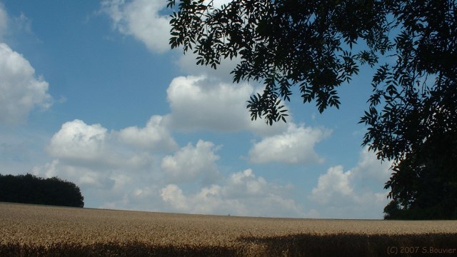 Contre (Feuillage)