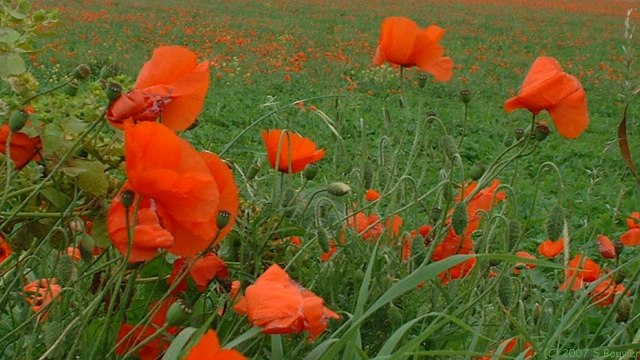 Fontaine sur Somme (Coquelicots)
