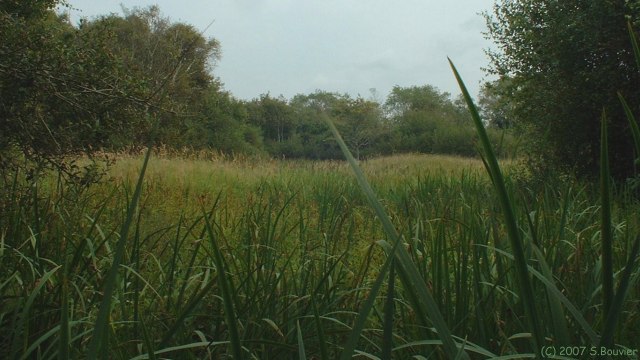 Fort-Mahon (Panne)