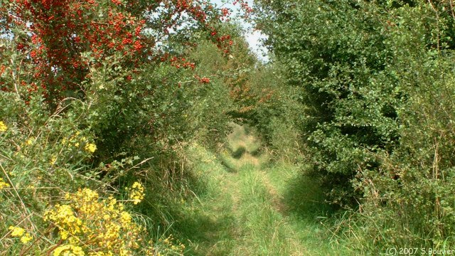 Londinières (Chemin 2)