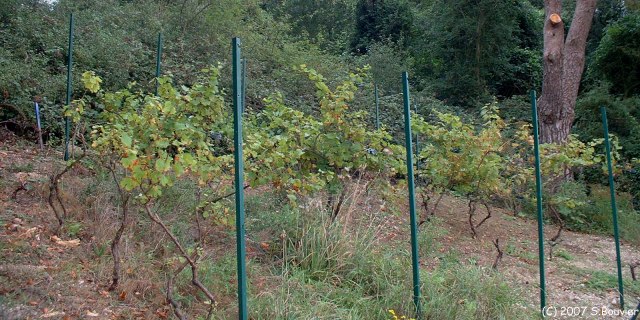 Londinières (Vigne)