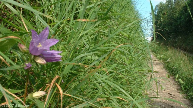 Londinières (Fleur 1)