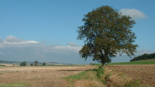 Fréauville (Arbre)