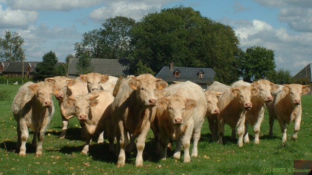 Val de Saâne (Boeufs)