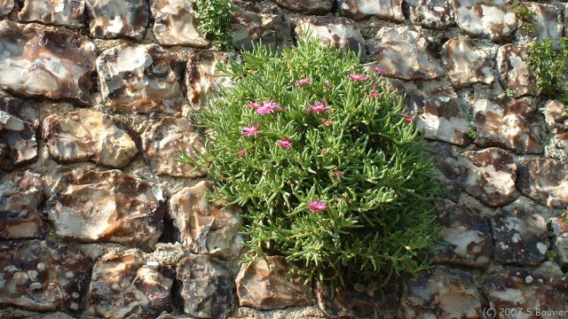 St Valery en Caux (Plante)