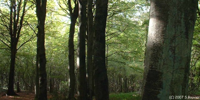 Bois Dimont (Lumière)