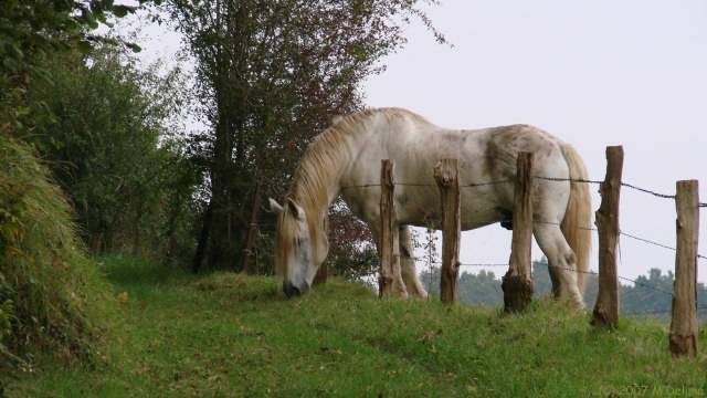 Etaimpuis (Cheval)