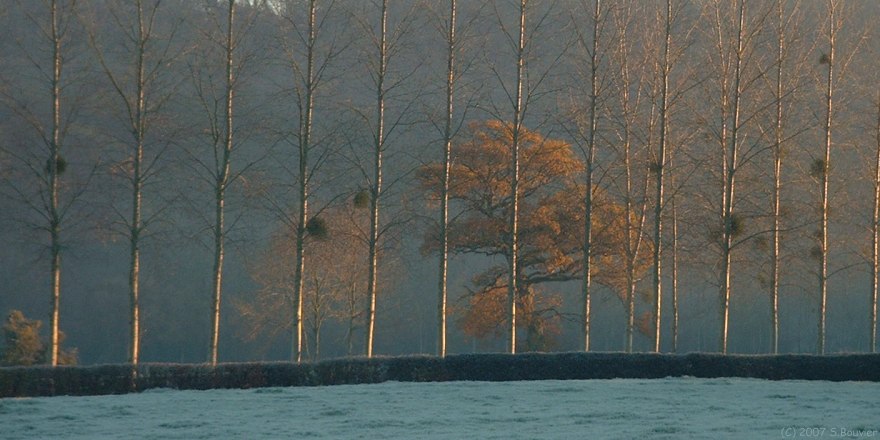 Croixdalle (Arbres 2)