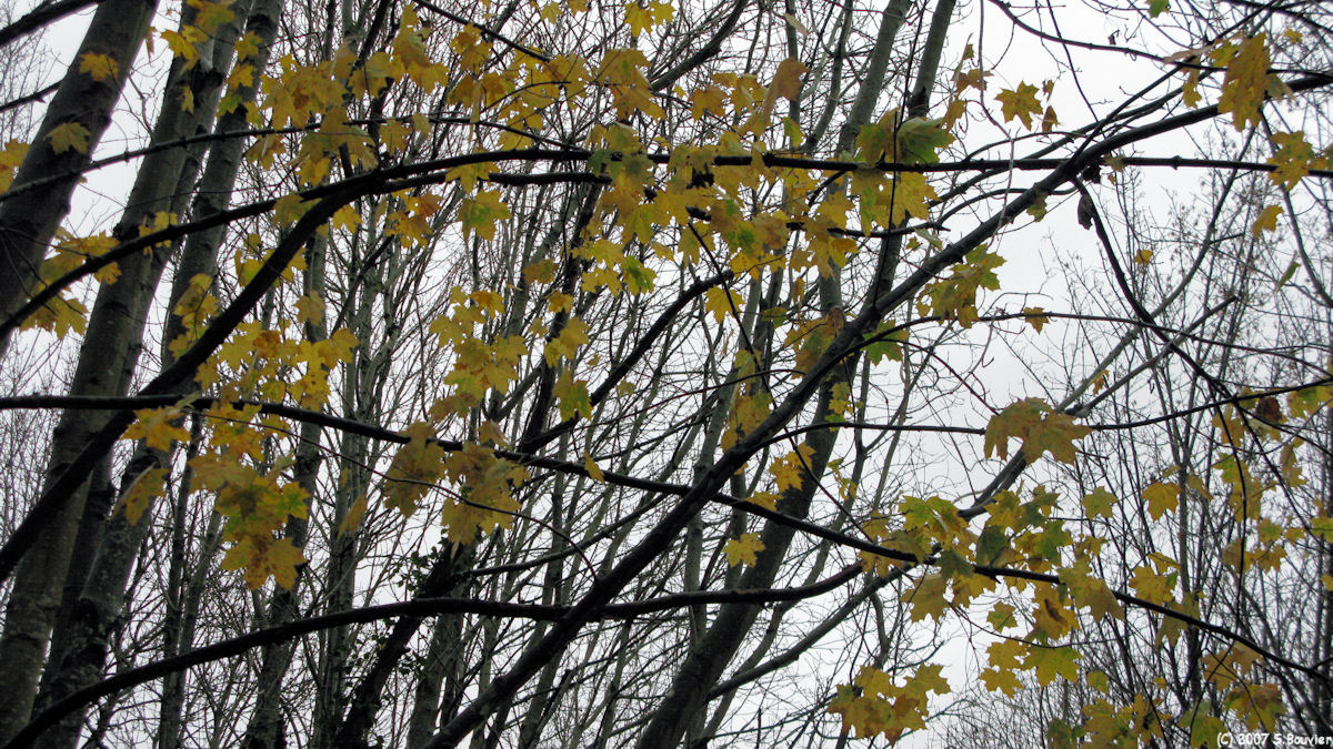 Eu (Feuilles)