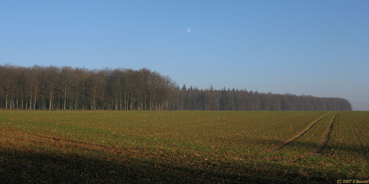 St Nicolas d'Aliermont (Forêt)