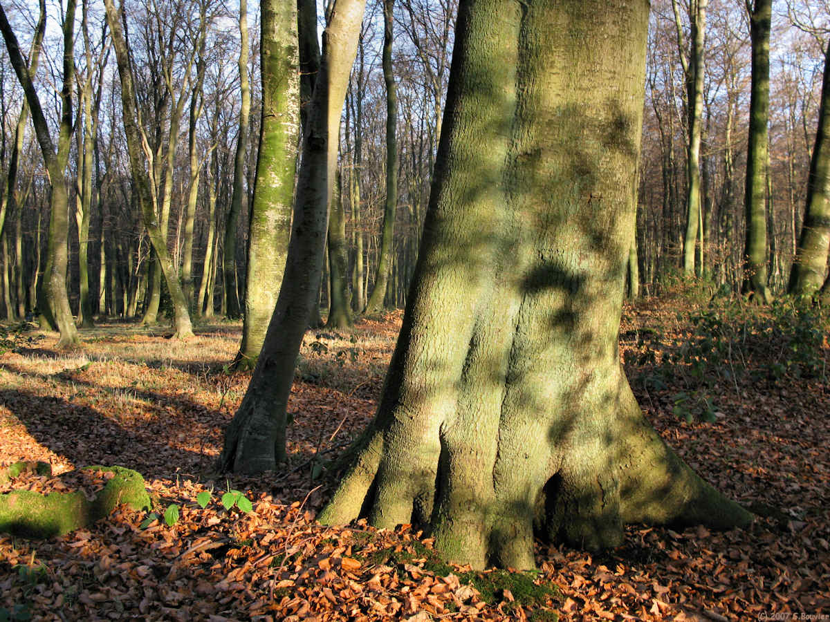 Forêt d'Arques (Ombre)