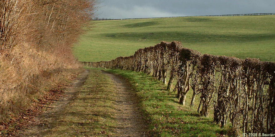 Saint-Saens (Chemin 4)
