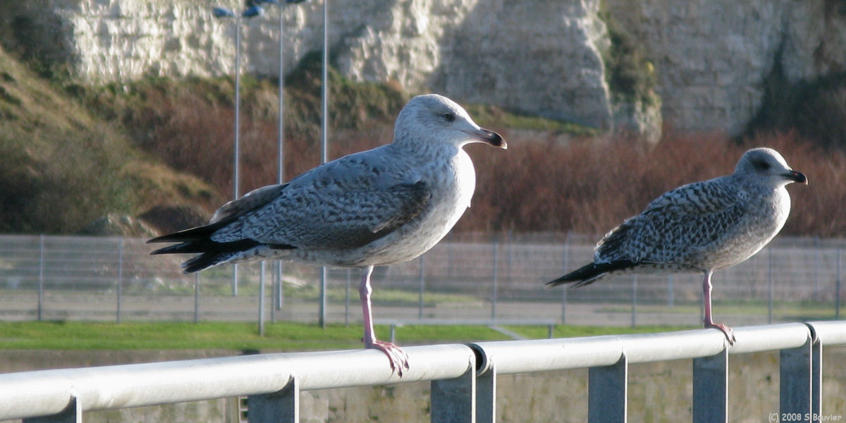 Dieppe (Goélands)