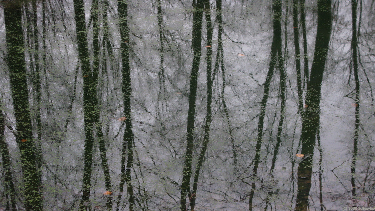 Forêt d'Eawy (Mare 2)