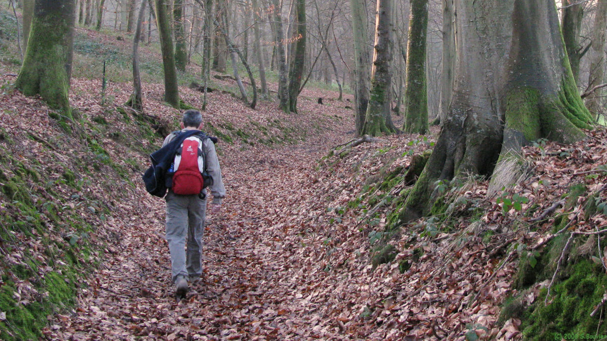 Bois de Caltot (Chemin)