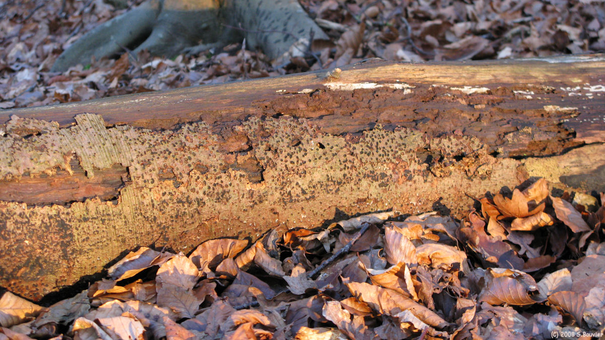 Bois de Caltot (Tronc)