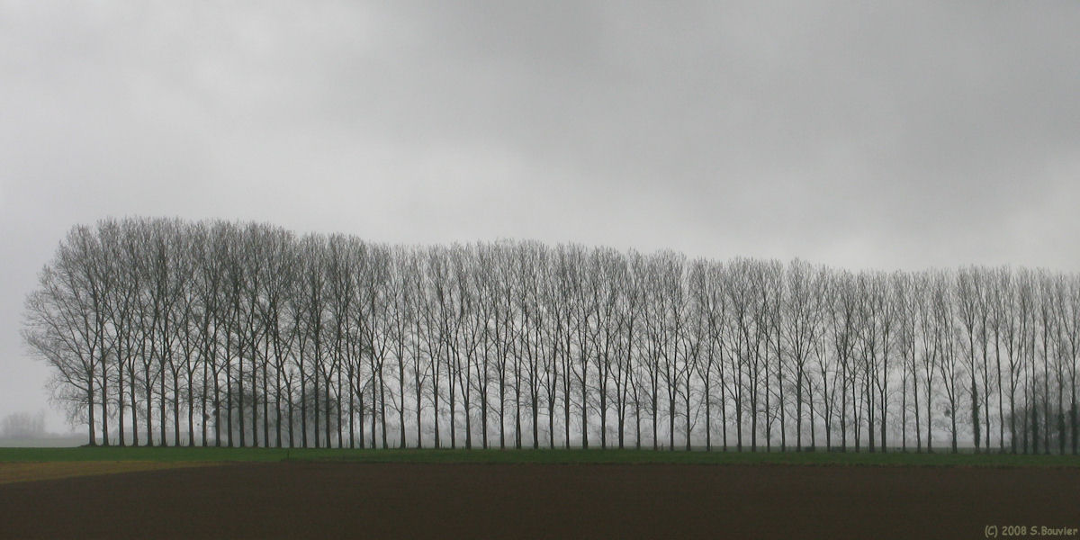 Val de Saâne (Arbres)