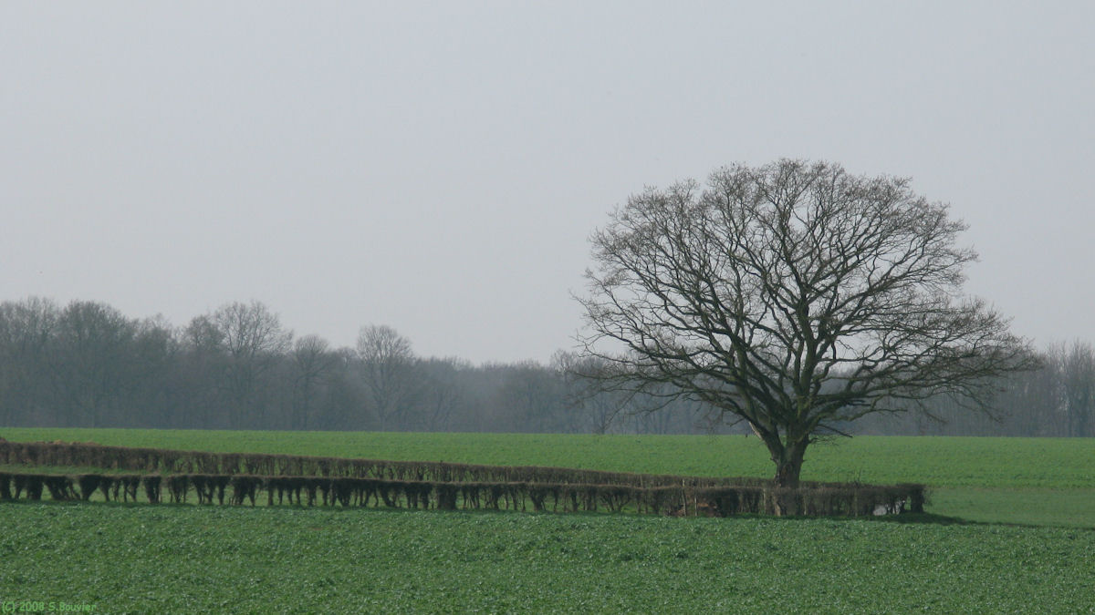 Bois l'Evêque (Arbre 1)