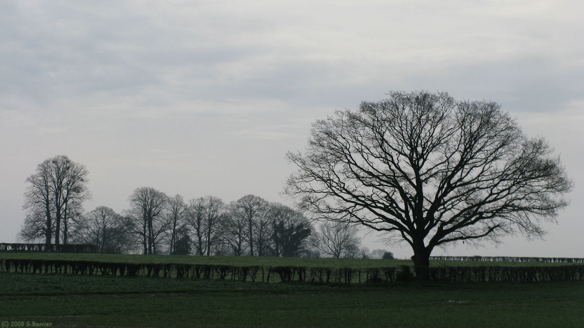 Bois l'Evêque (Arbre 2)