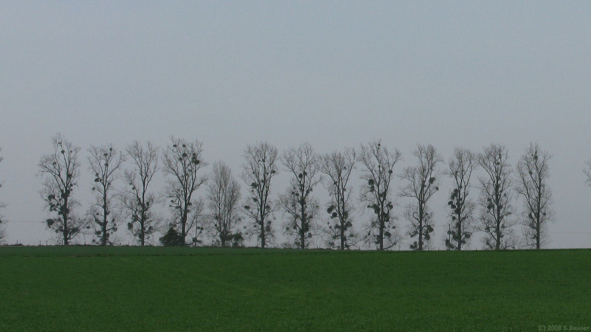 St Aubin Epinay (Arbres)