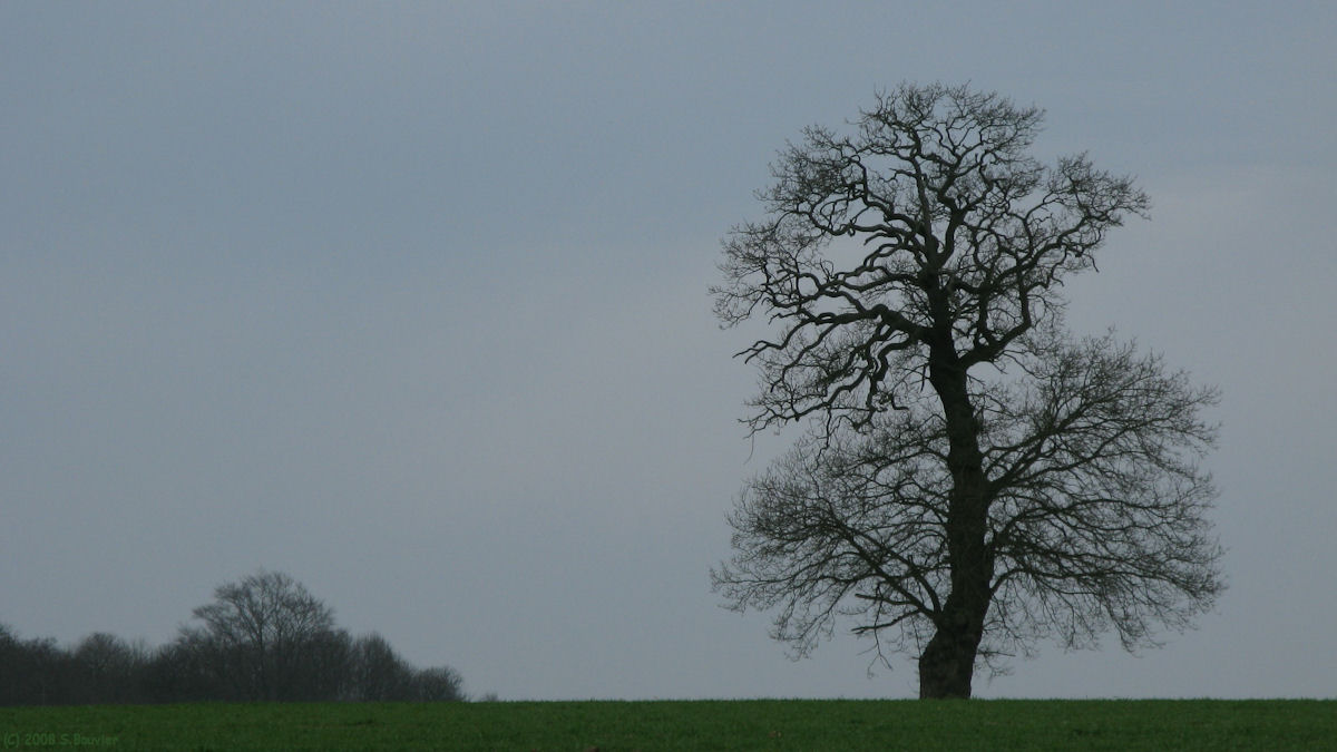 Bois d'Ennebourg (Arbre)