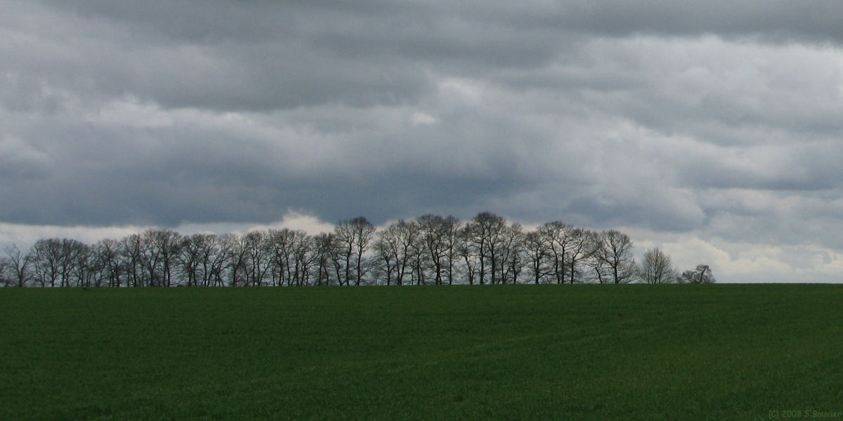 Croix-Mare (Arbres)