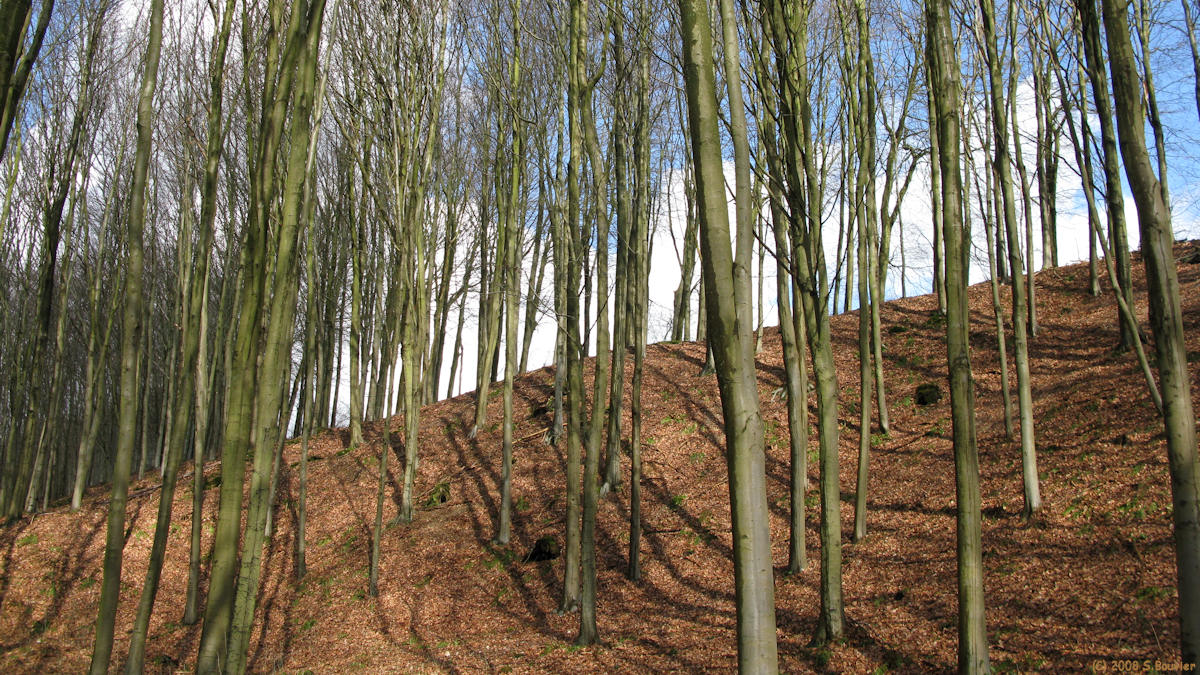 Touffreville la Corbeline (Bois)