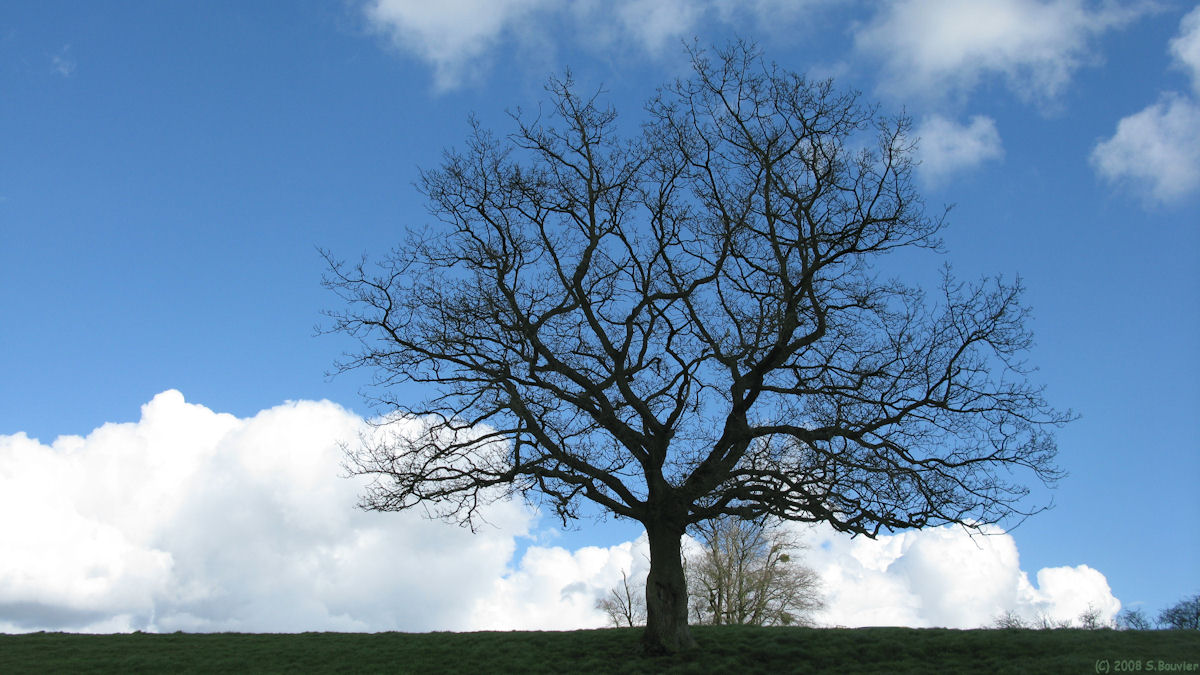 Touffreville la Corbeline (Arbre)